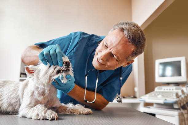 Best Weekend Emergency Dental Services in Upland, CA